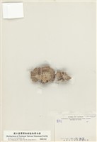 藏品(菌類)的圖片